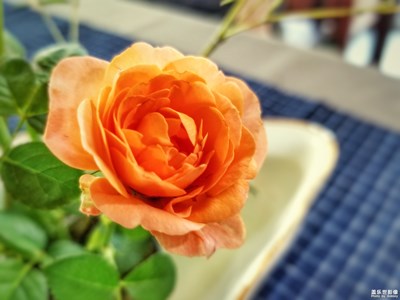 【回首尋美之路】+插花