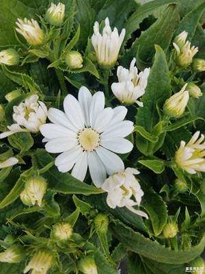 【回首尋美之路】+花之美3