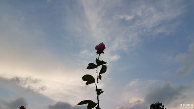 【回首尋美之路】+花之美1