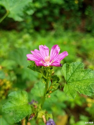綠植之 錦葵