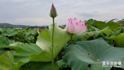 荷塘美景。。。。