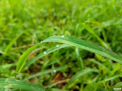 清晨的小草