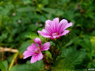 漏發(fā)的錦葵
