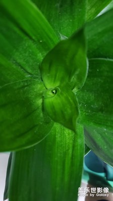 嫩綠出新芽