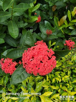 美麗的花花