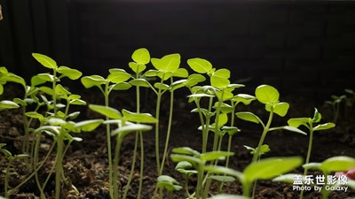 辦公室里的一抹綠