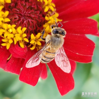 飛來(lái)蜂~