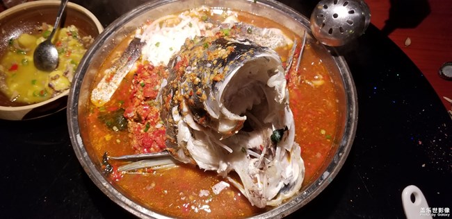 史上最大的魚頭