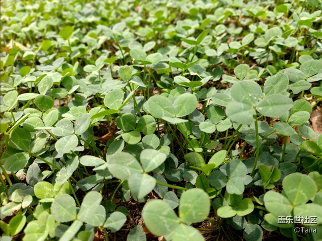 【Galaxy A80星粉體驗(yàn)活動(dòng)】靈動(dòng)三攝，絢麗屏幕