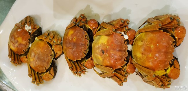 史上最大的魚頭