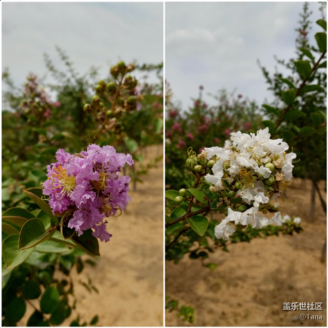 【Galaxy A80星粉體驗(yàn)活動(dòng)】靈動(dòng)三攝，絢麗屏幕