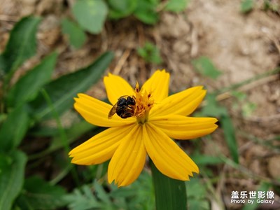 黃蜂踩花蜜