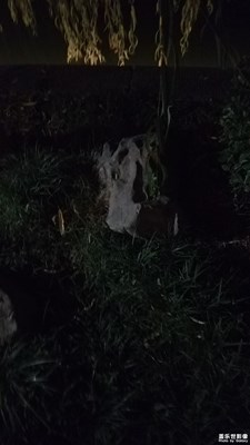 潭邊的石頭