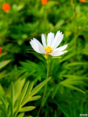 纖細美麗的小花花 秋英3