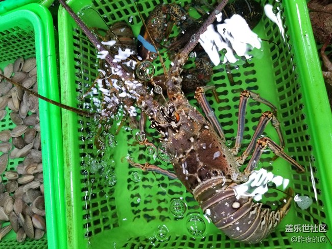 【我要霸王餐】238元吃大龍蝦大鮑魚海膽飯等美食套餐