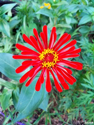 美麗大方的百日菊1