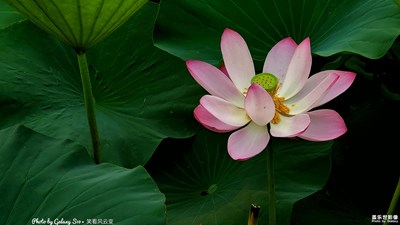 Galaxy S10+【出水芙蓉】