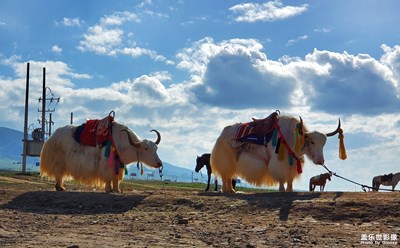 西北行（二）草原夢(mèng)境