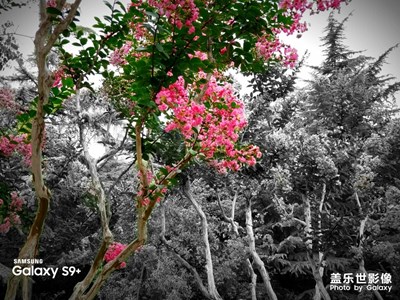 愿你生如夏花