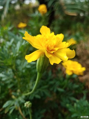 小花園里的小花