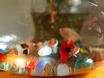 三條小魚