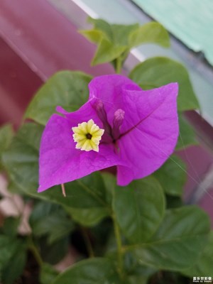 光葉子花