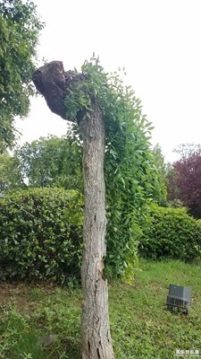 飄逸的龍爪槐