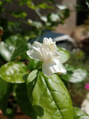 家種的茉莉