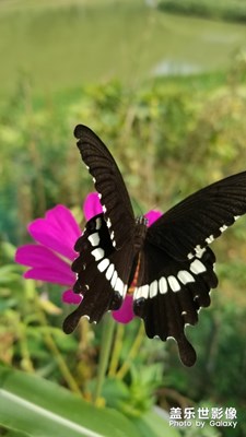 蝶戀花。。。。。。。。。。
