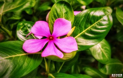 【最夏天】+植物的話語