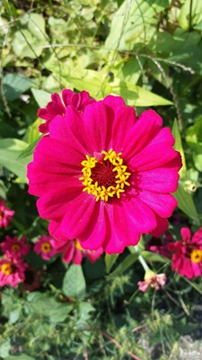 【最夏天】+夏日之花