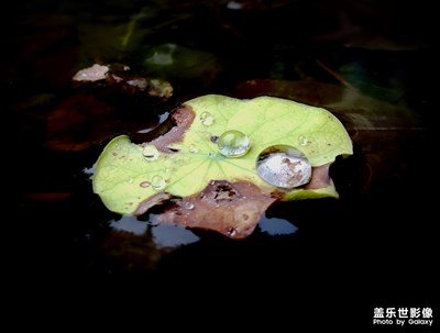【淺秋時(shí)光】秋雨