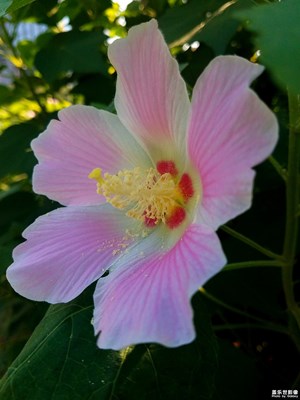 【淺秋時光】+盛開的木芙蓉