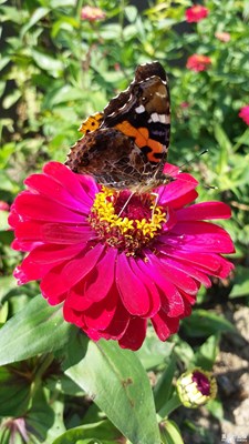 【淺秋時光】+蝶戀花