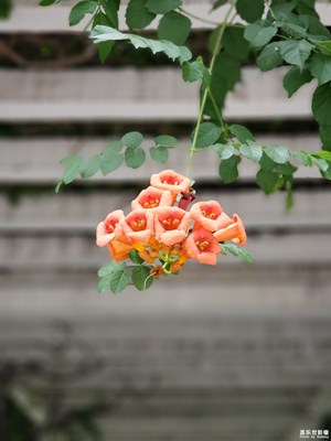 【淺秋時(shí)光】+院中花