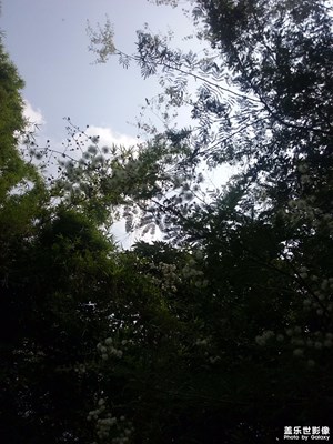 清新的刺花是我的。