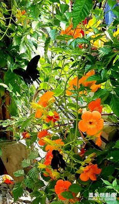 花間蝶