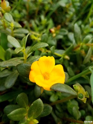 野花？野草？還是野菜？