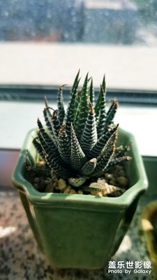 微拍植物