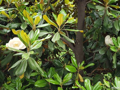 三星note9攝影之靜待花開