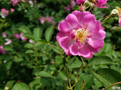 三星NOTE9微距拍照