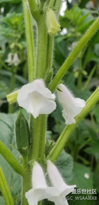 芝麻開花節(jié)節(jié)高????
