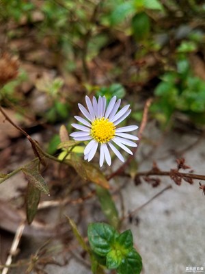 小小馬蘭花