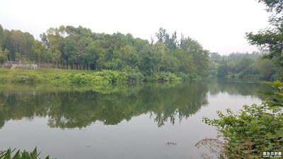 【淺秋時光】+南淝河中的荷花
