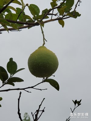 柚子