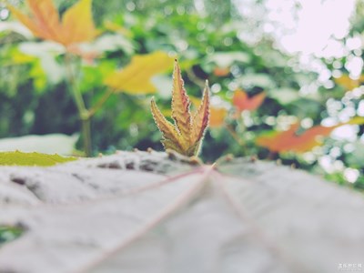 【淺秋時(shí)光】+生長(zhǎng)