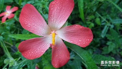 這是什么花。。。。。。。。