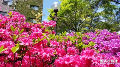 韓國回顧之-京畿道《大真大學2015春》
