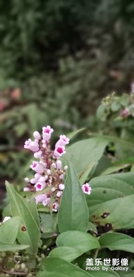 野喇叭花
