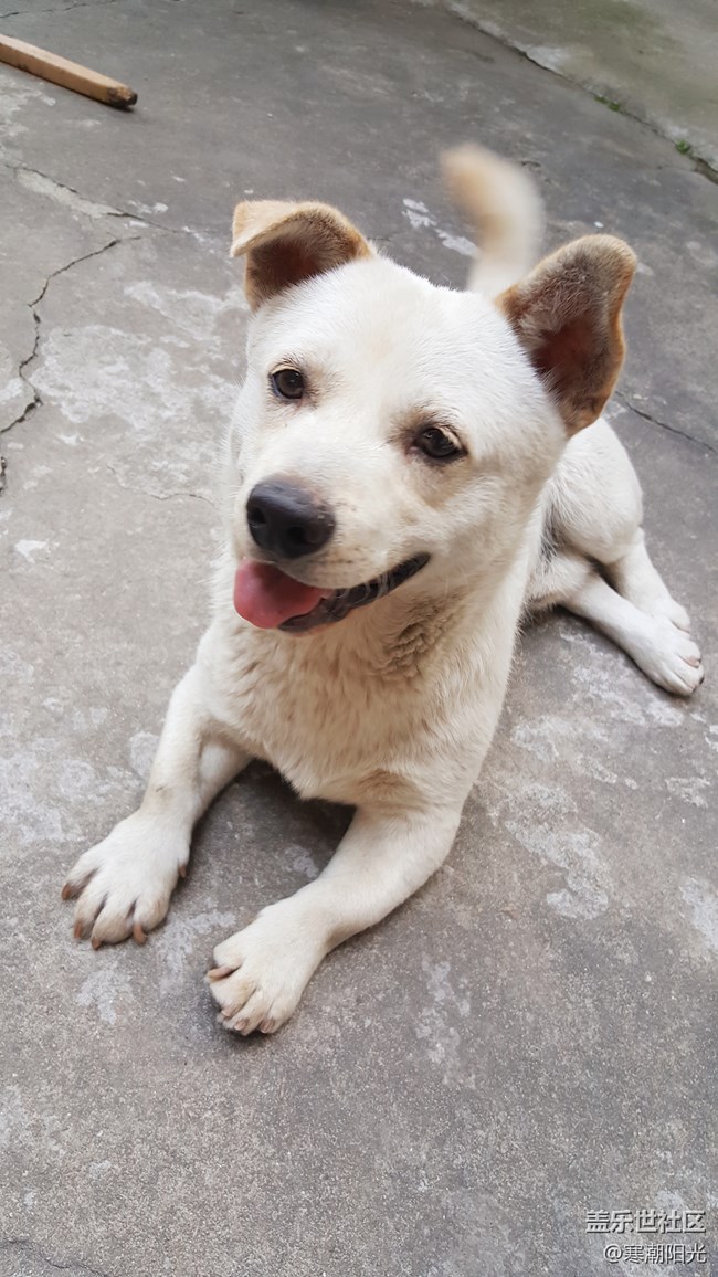 【家有萌寵】狗子